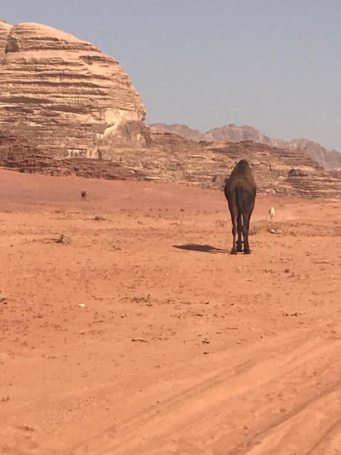 Bedouin House Camp Hotell Wadi Rum Exteriör bild